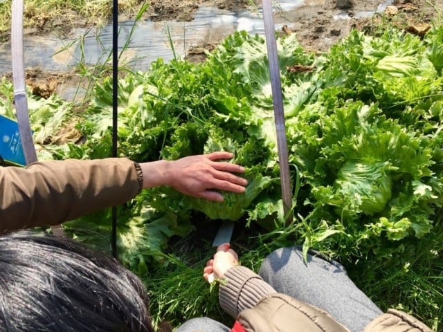 野菜ソムリエ体験ワークショップ